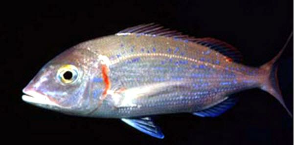 Pagellus erythrinus_03.jpg